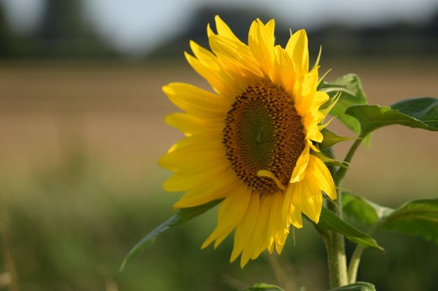 beautiful flower