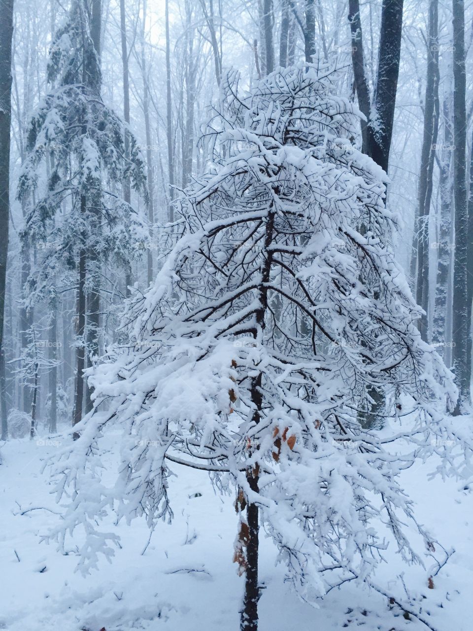 Magical forest in winter