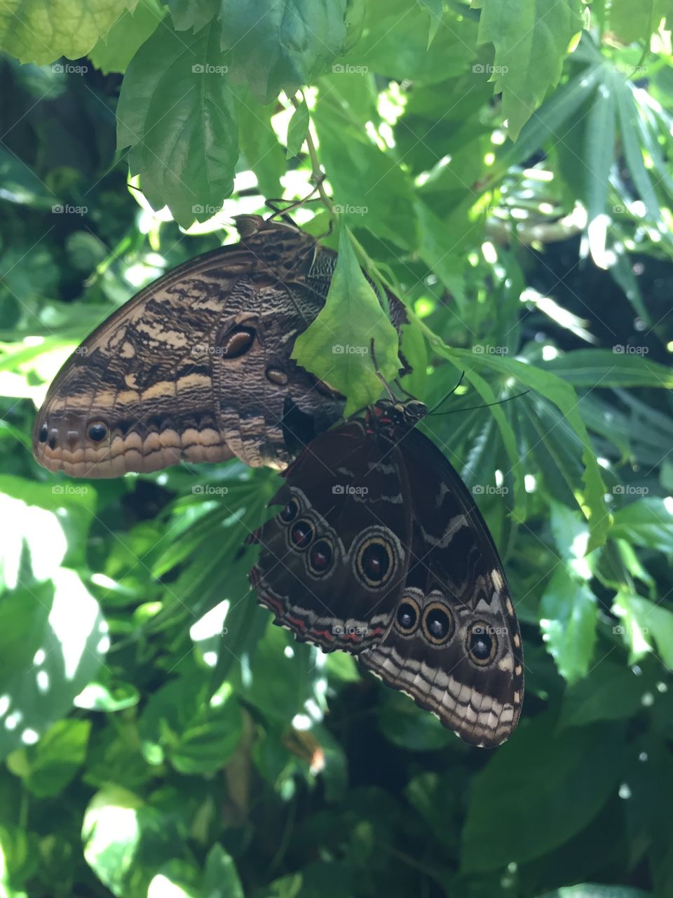 Two Butterflies on Plant