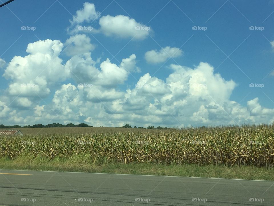 Clouds over cornfield 