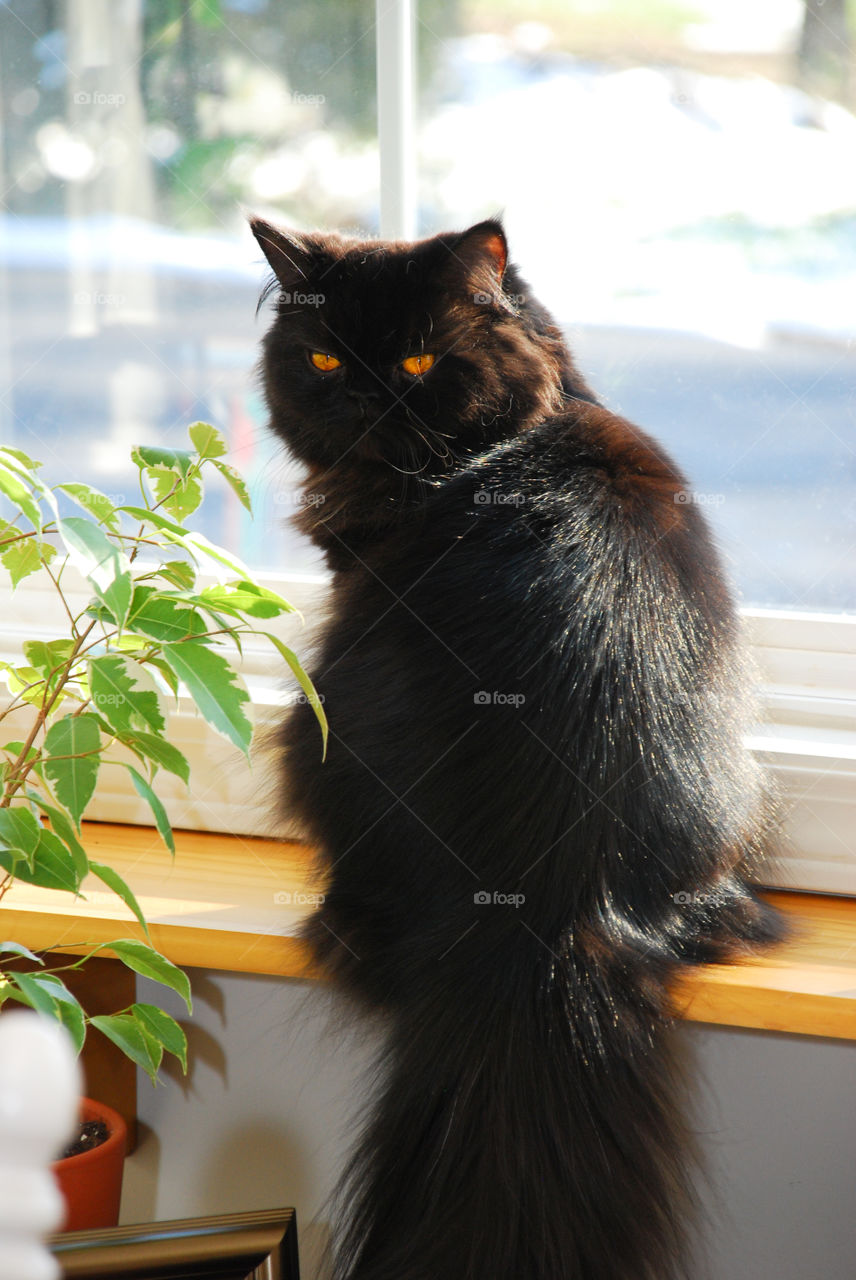 Black Persian Cat Sitting in the Window
