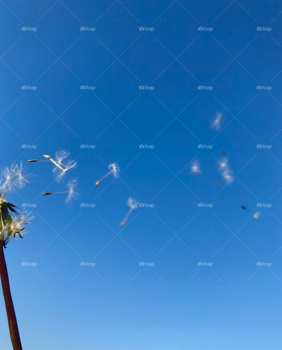 Dandelion seeds flying off into the wind