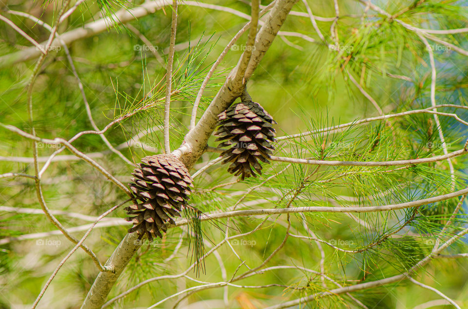 pinecone