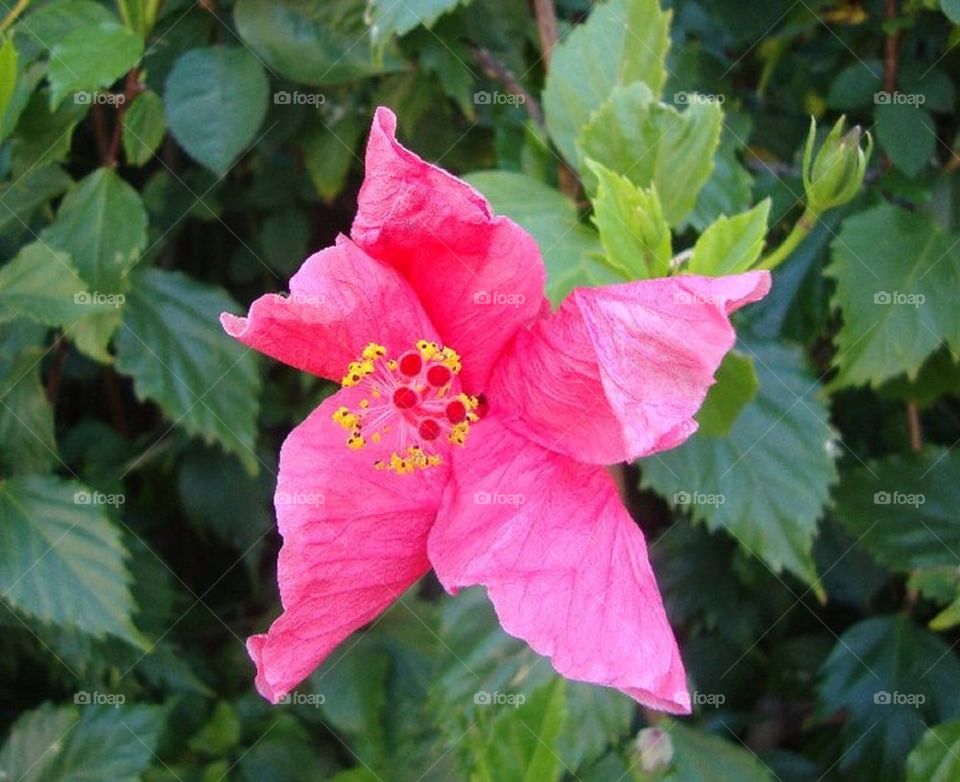 Pink flower