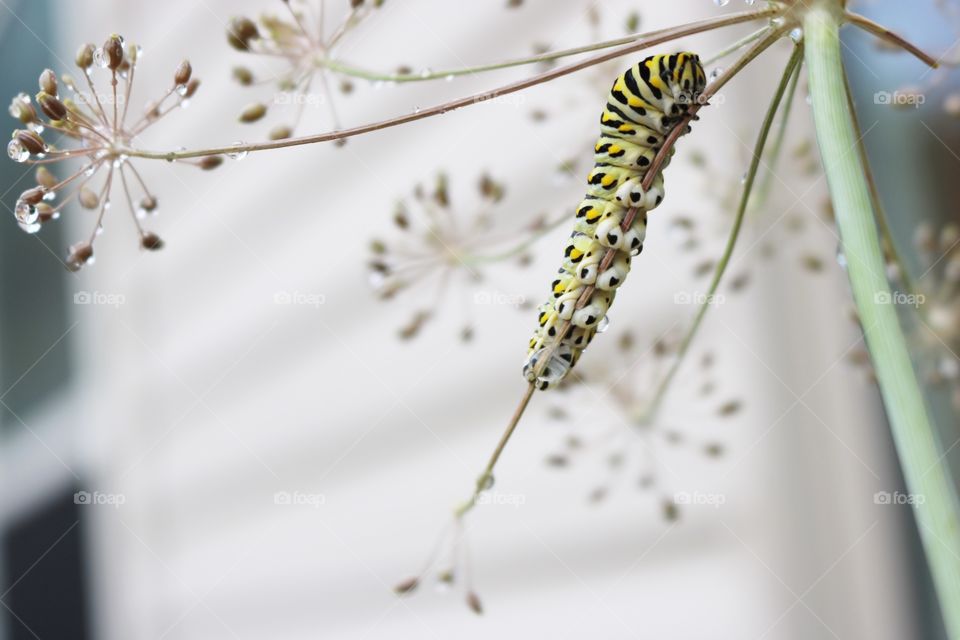 Caterpillar on a dill plant 