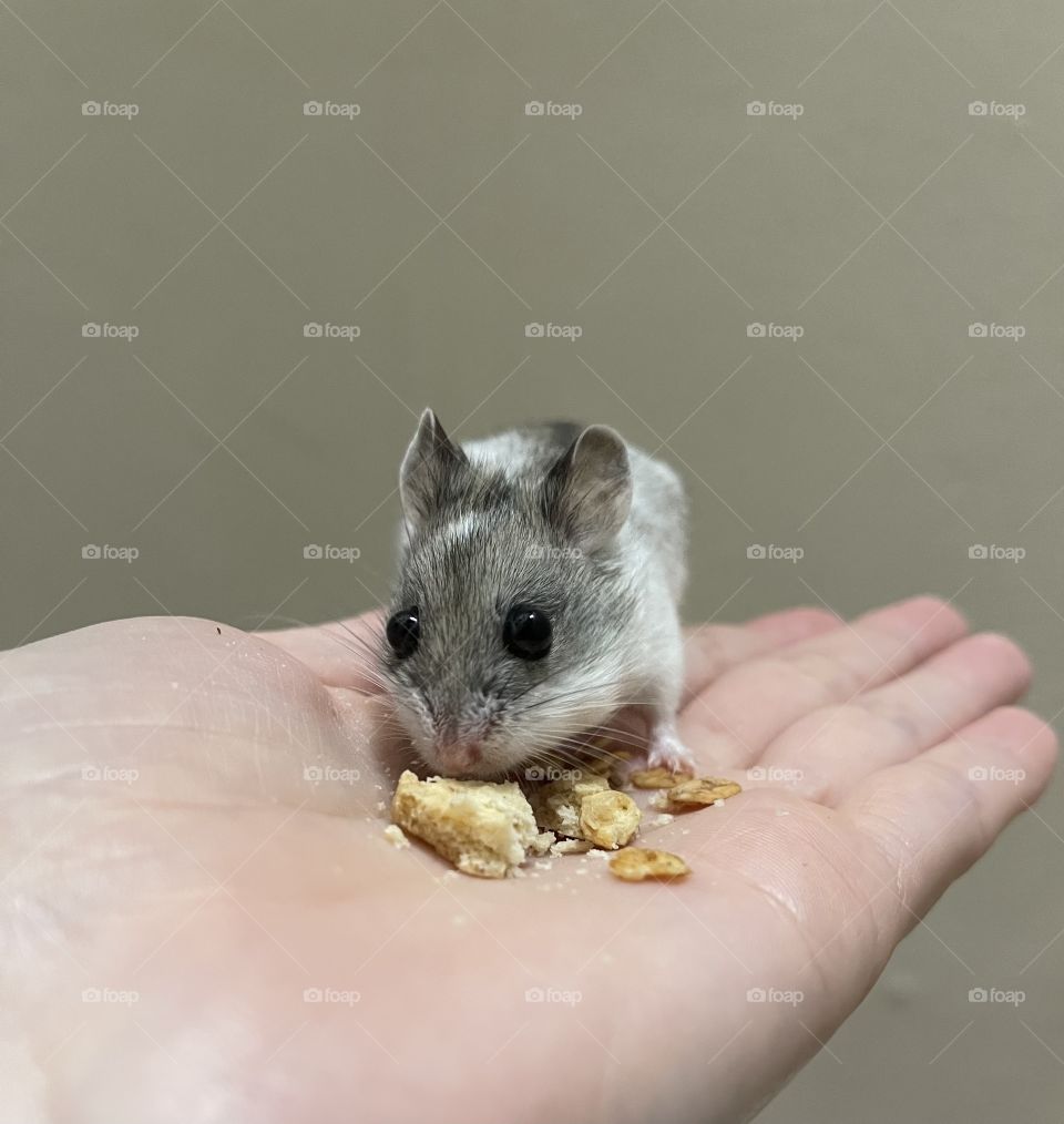 Eating little mouse