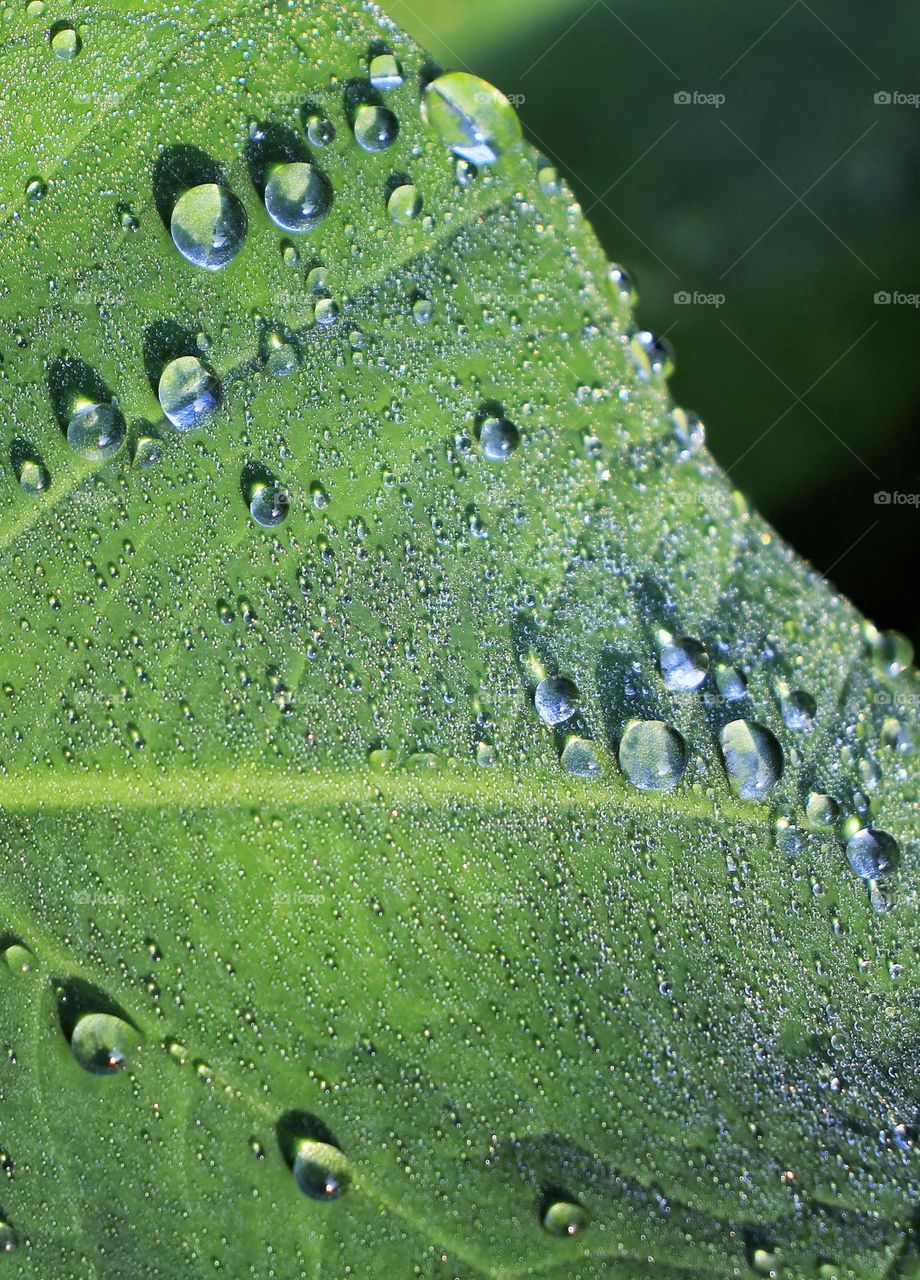 Dew point on leaf.