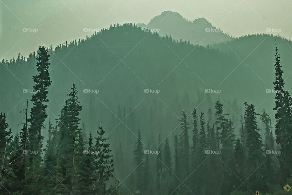 Misty forest in the Cascade Mountains