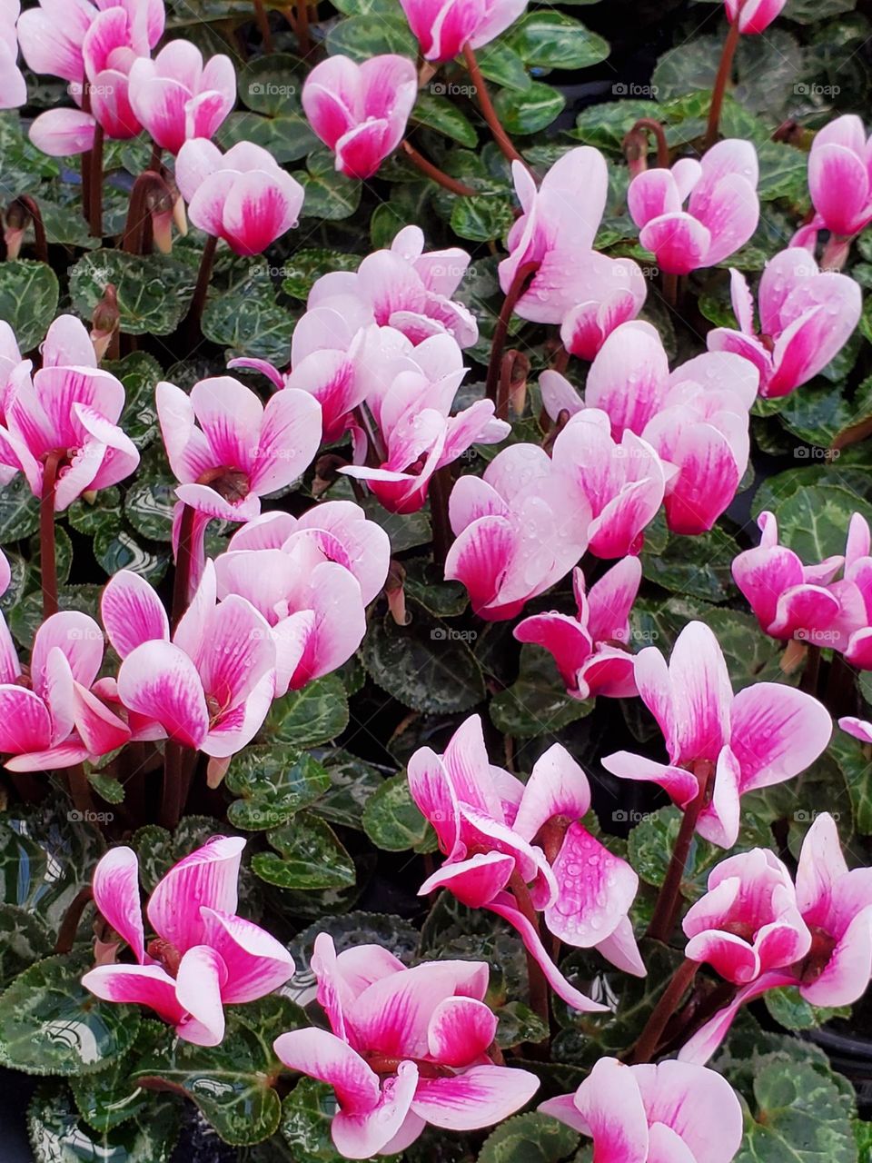 Pink Flowers in the Garden