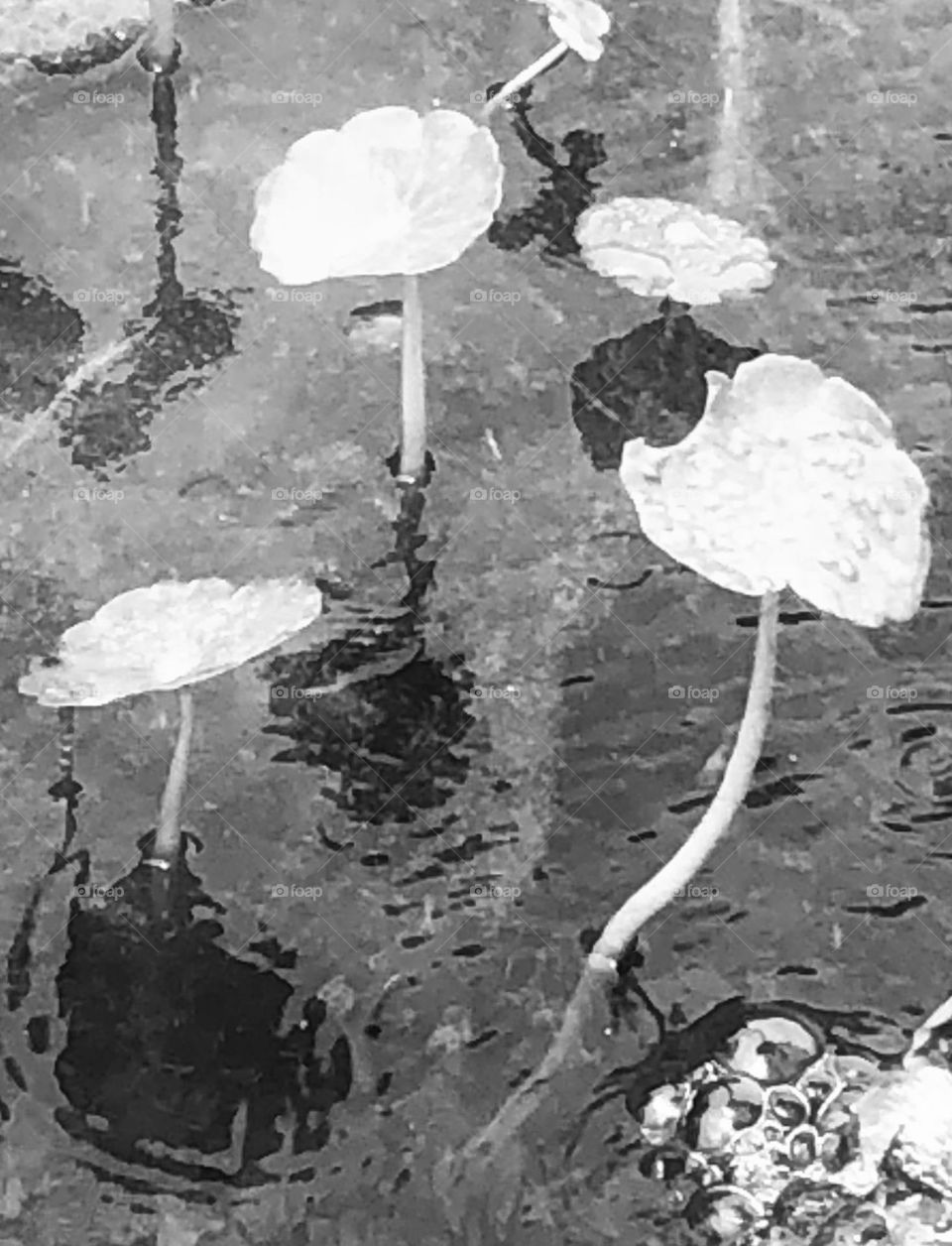 Black and white of small lily pads growing in our our pond near the fresh circulating water, which makes bubbles and ripples!