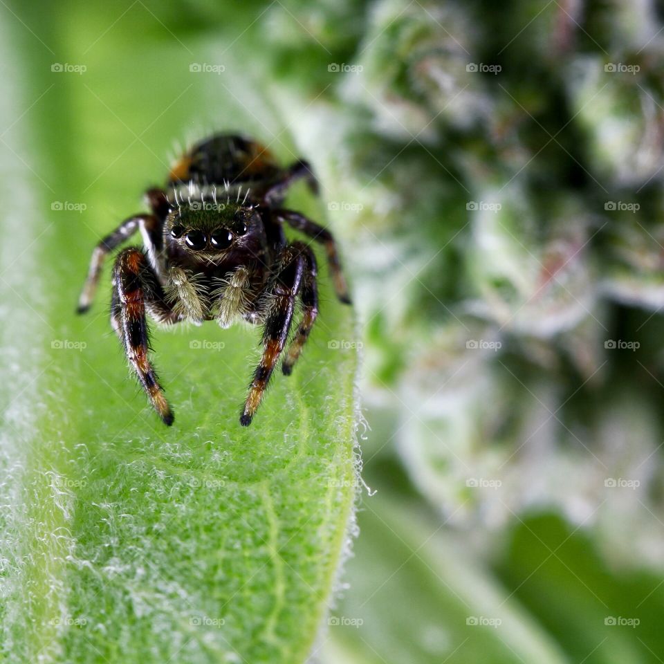 Jumping spider 