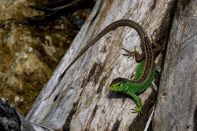 camouflage lizard