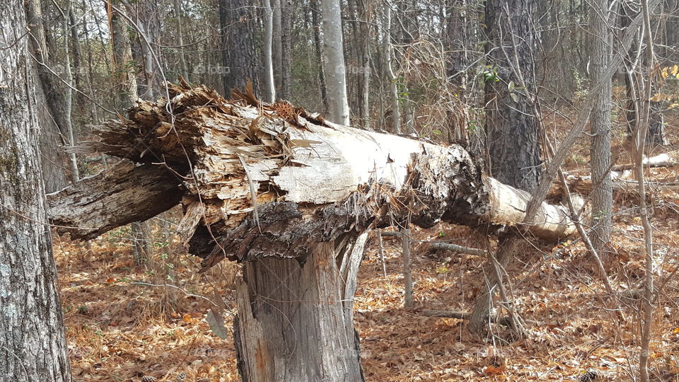 Fallen tree