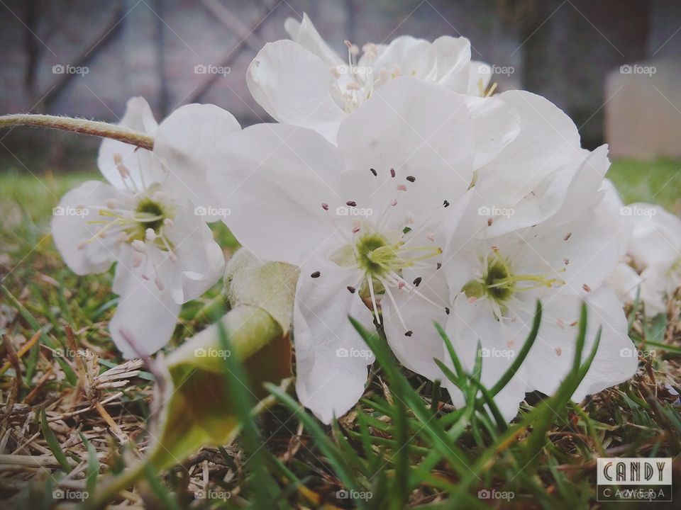 White Flowers