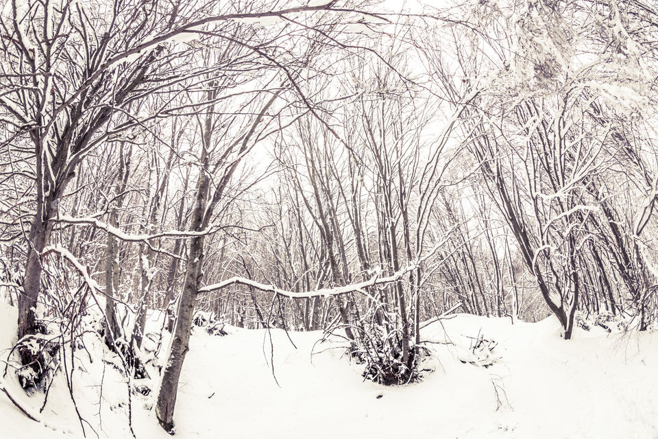 Winter, Snow, Cold, Frost, Wood