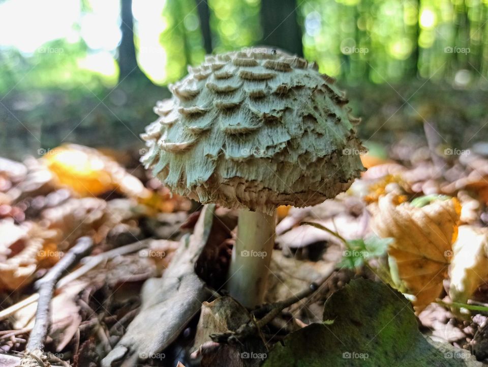 mushroom