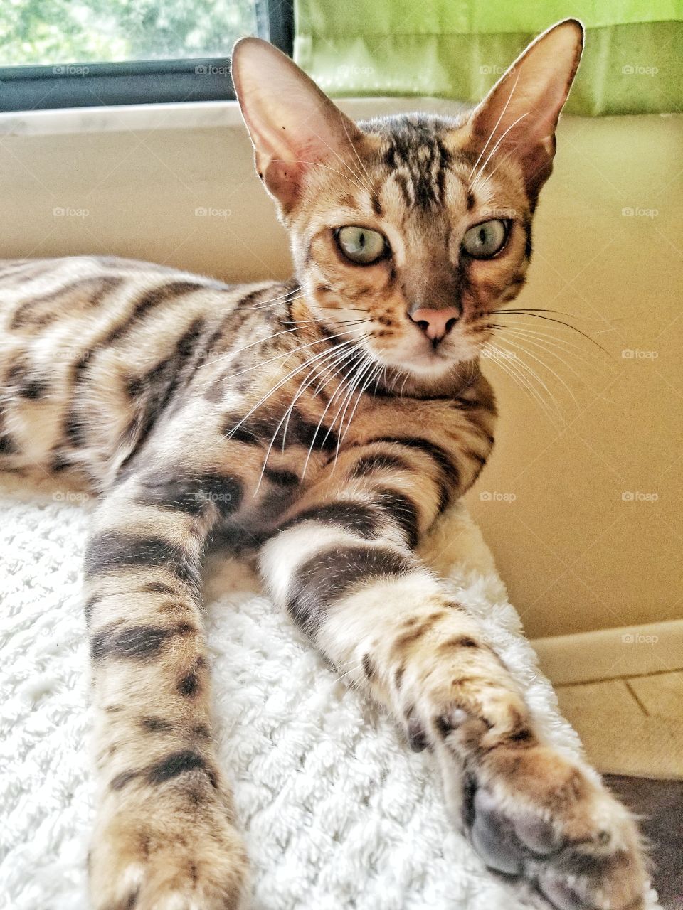 Buddha the Bengal