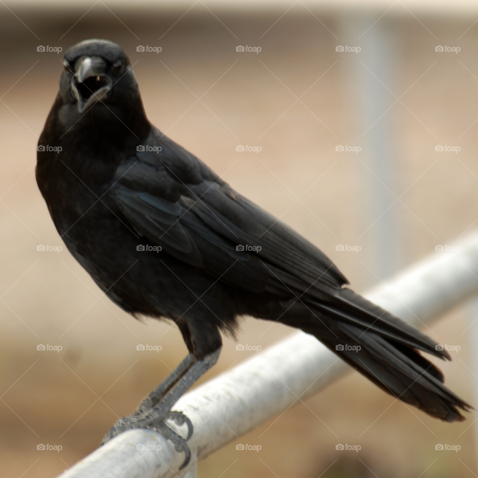 black bird call crow by lightanddrawing
