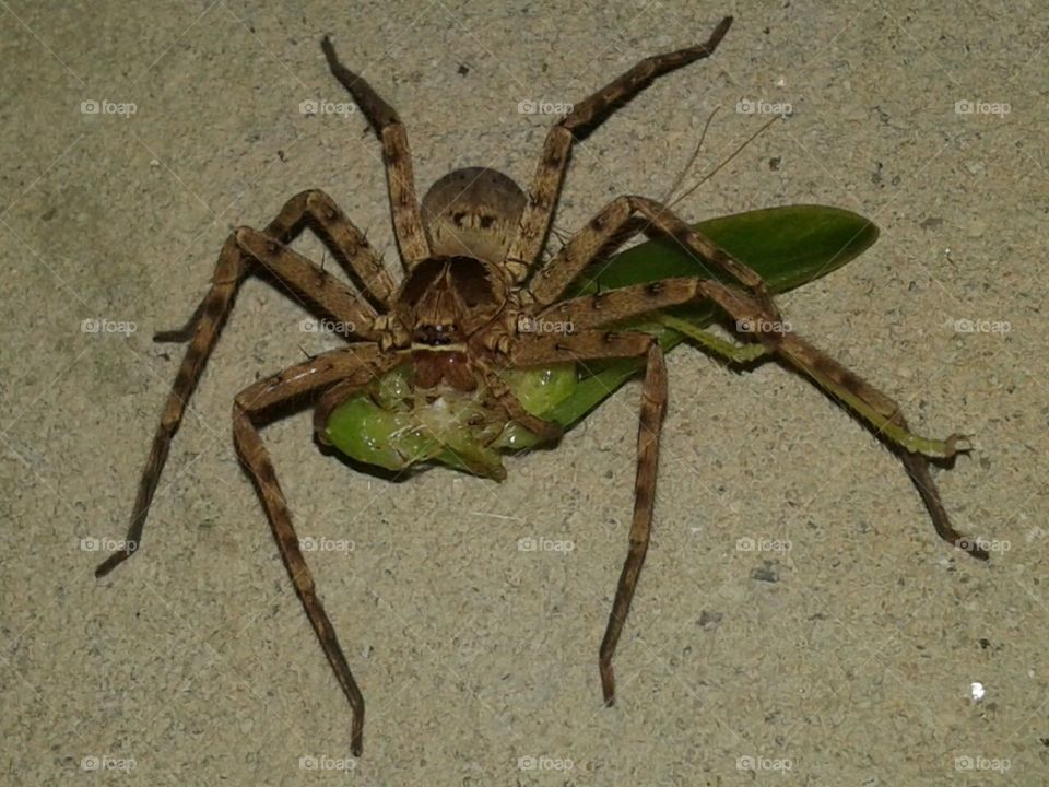 Spider eating a grasshopper