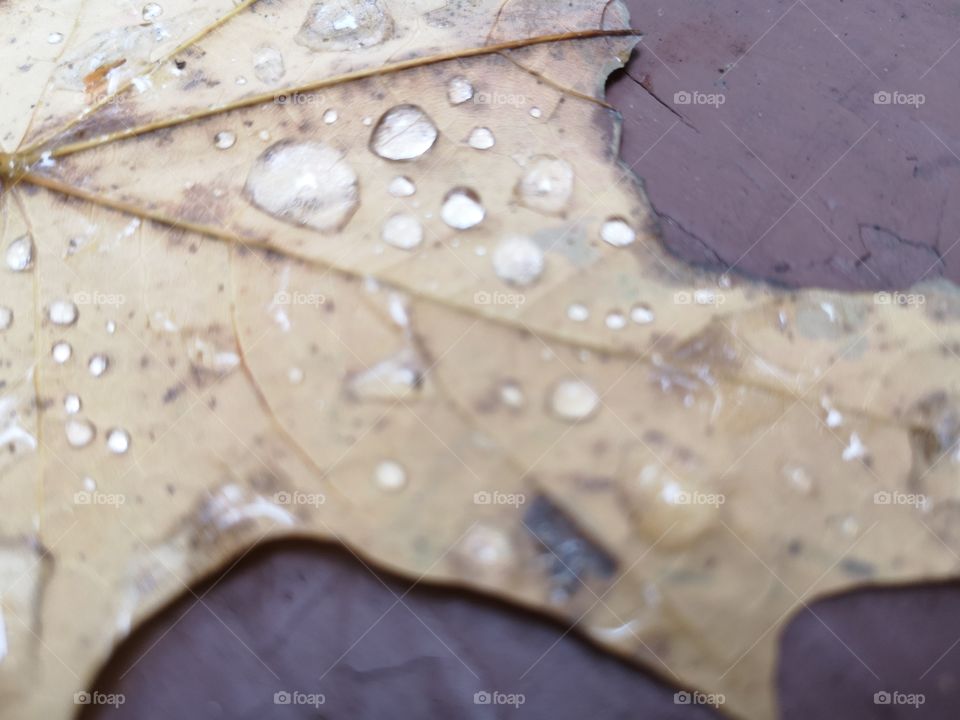 Raindrops on Maple Leaf