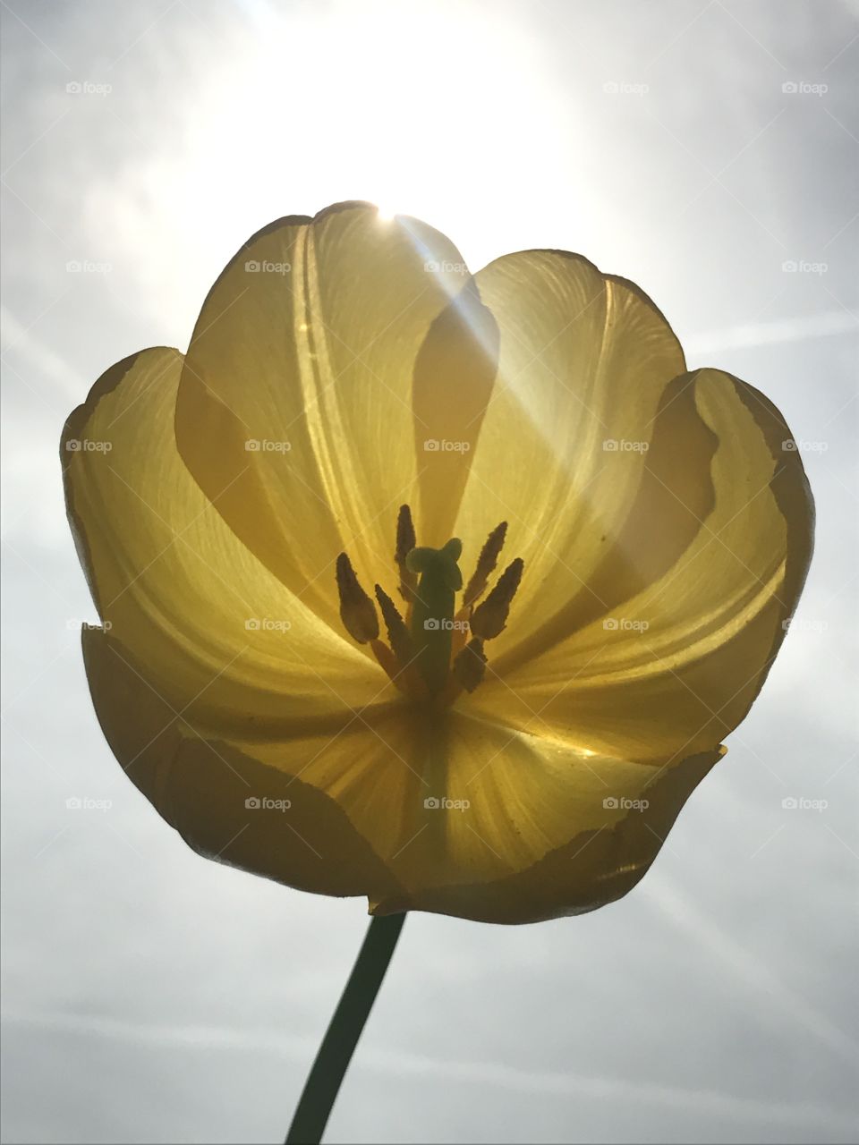 Yellow tulip 
