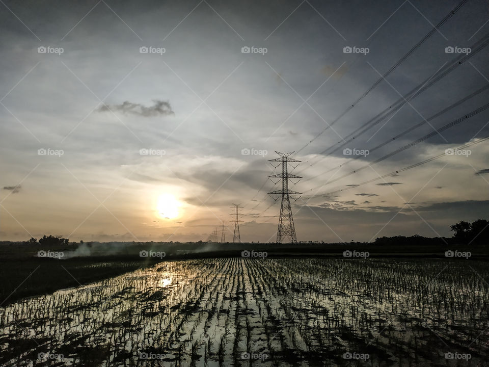Rice Fields Landscape