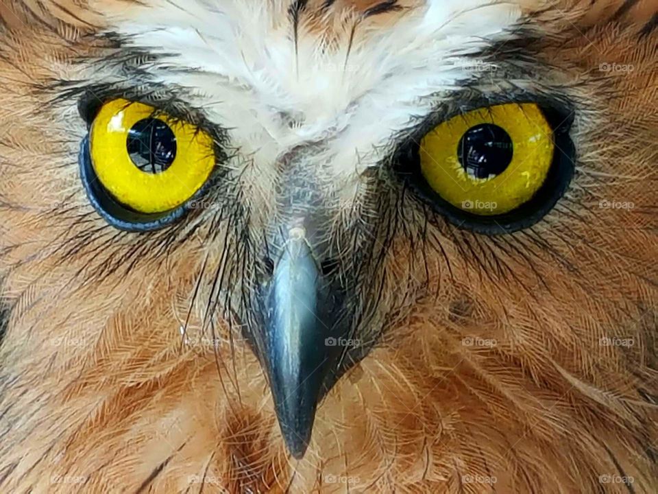the eye of owl