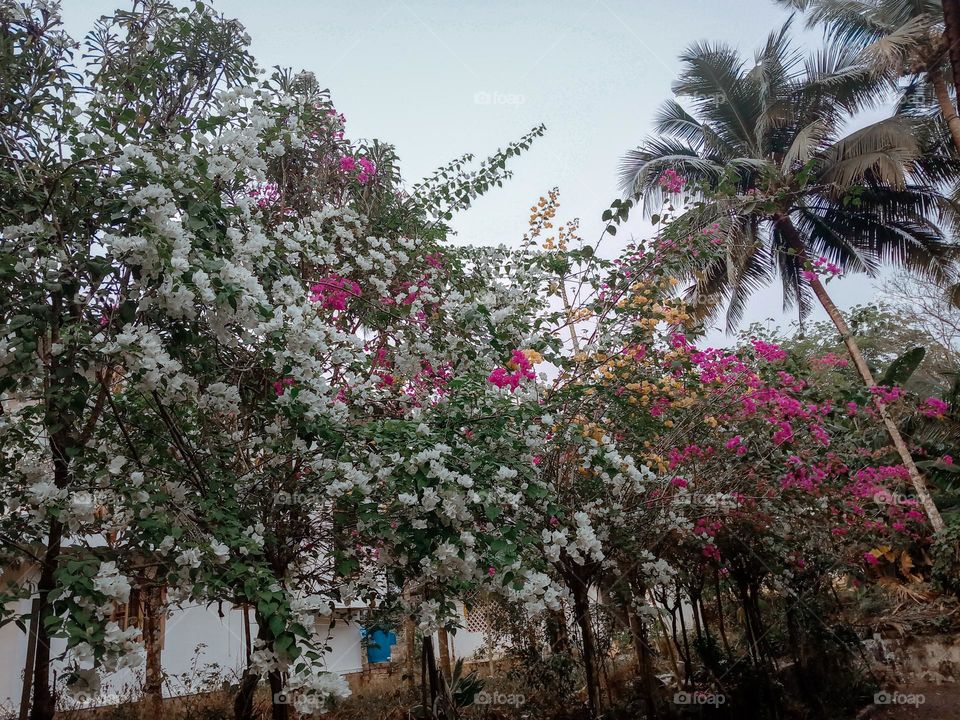 Multi colour bougainvillea tree