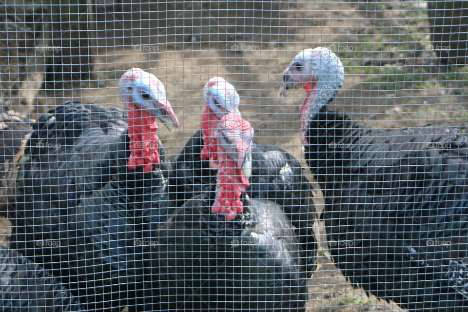 Turkeys seen through fence