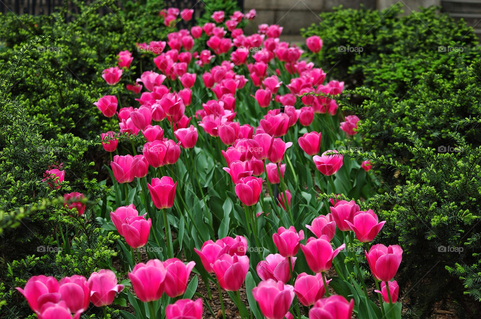 garden macro close park by delvec