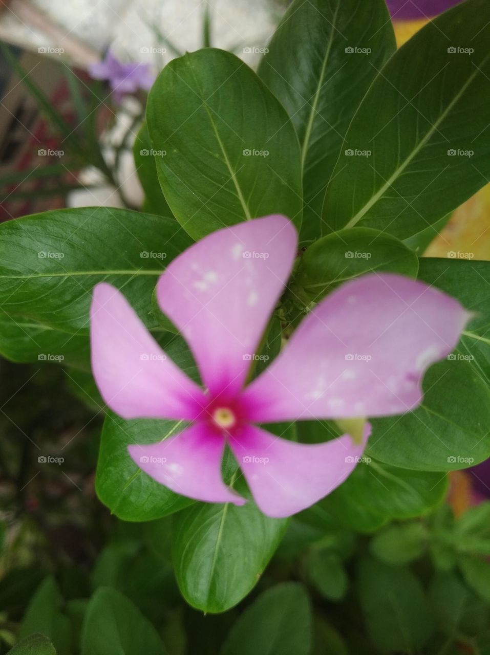 periwinkle pink flower seasonal fresh shurb small size looks very beautiful generally found everywhere
