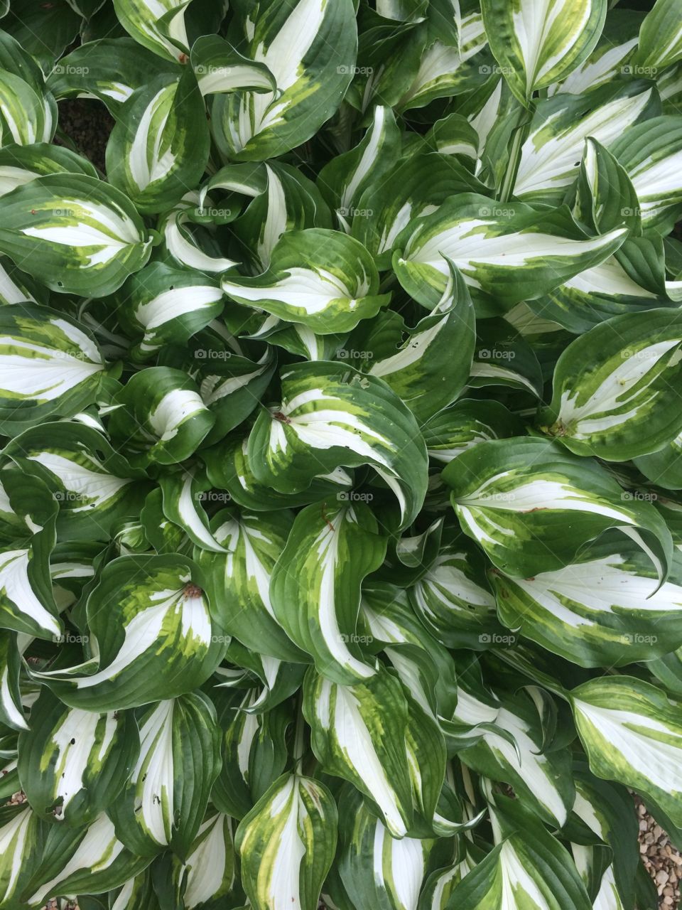 Green and white leaves on this fascinating plant.