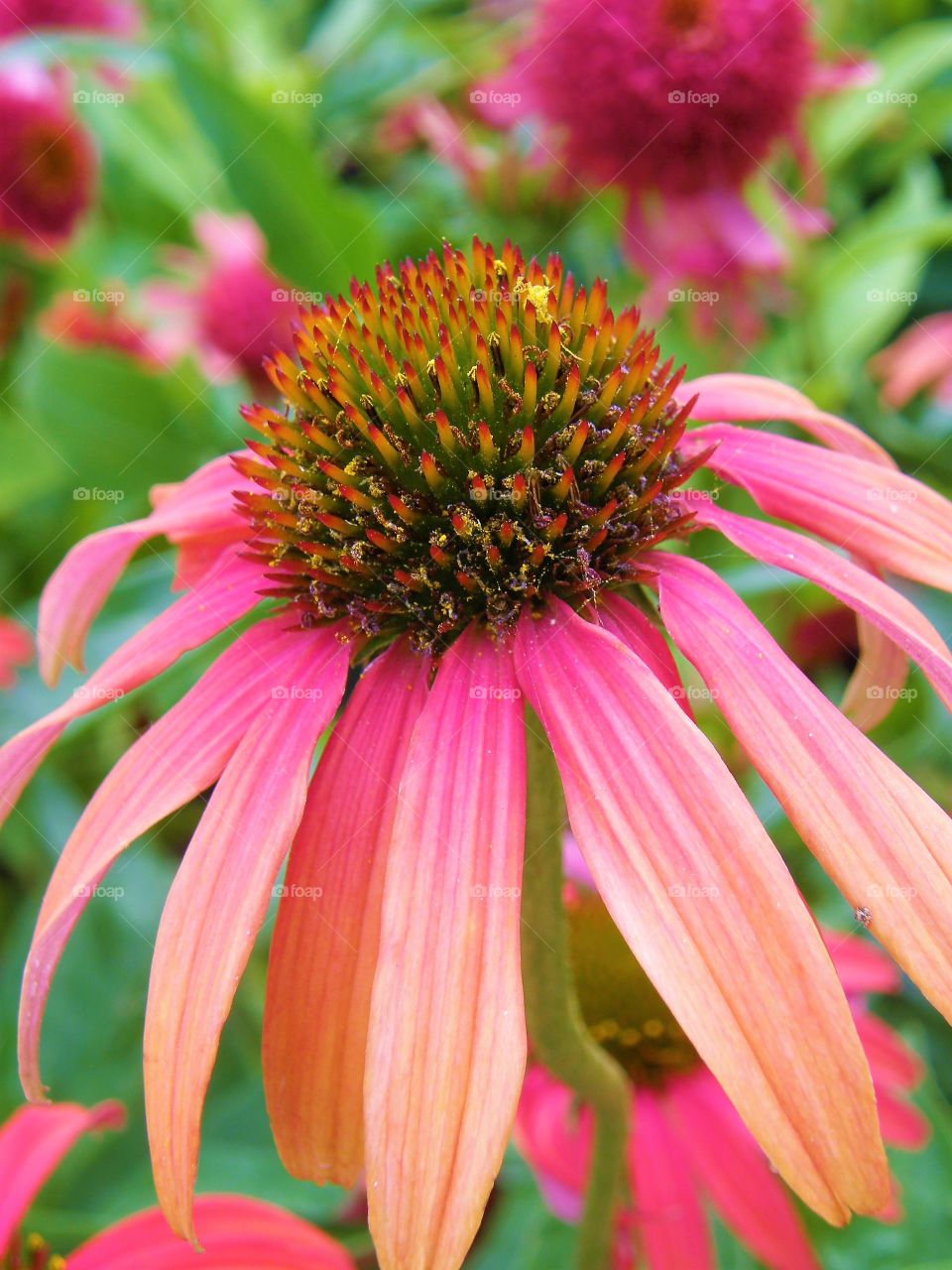 Pink beautiful flower macro