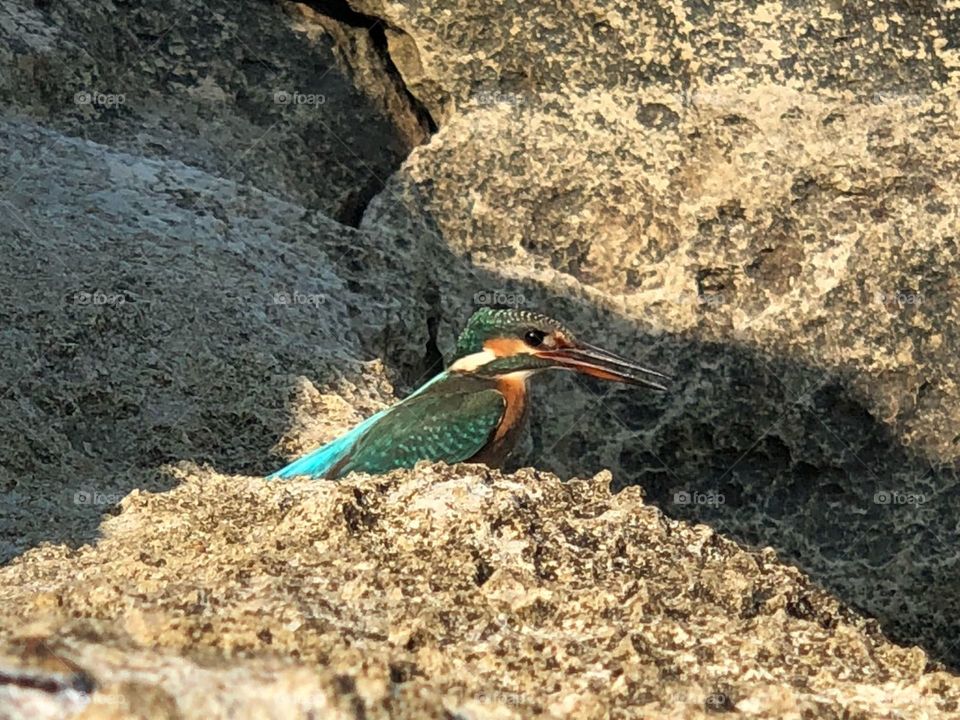 Kingfisher - Marina di Ragusa