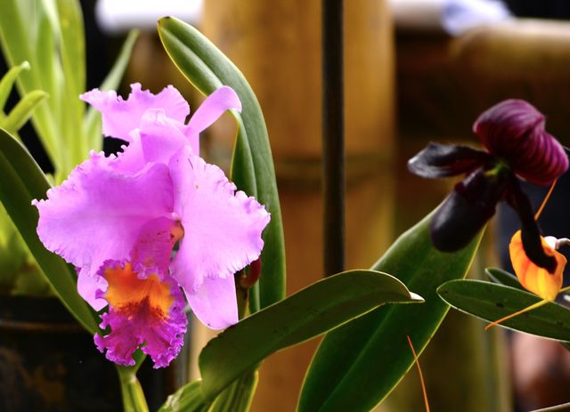Beautiful flower 