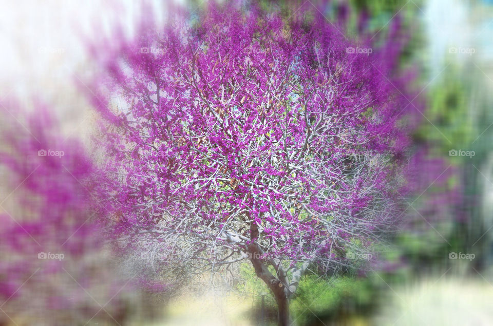 Purple tree in spring bloom