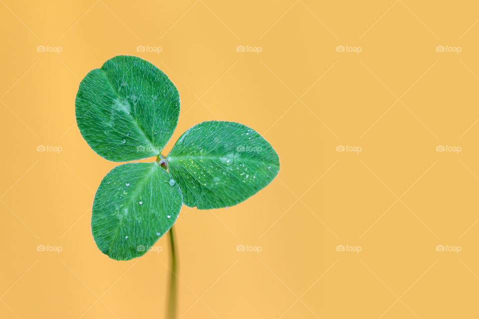 Green lucky clover on bright yellow background