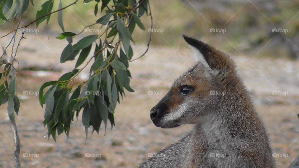 Cute wallaby standing next to an overhanging eucalyptus branch in the Australian landscape.