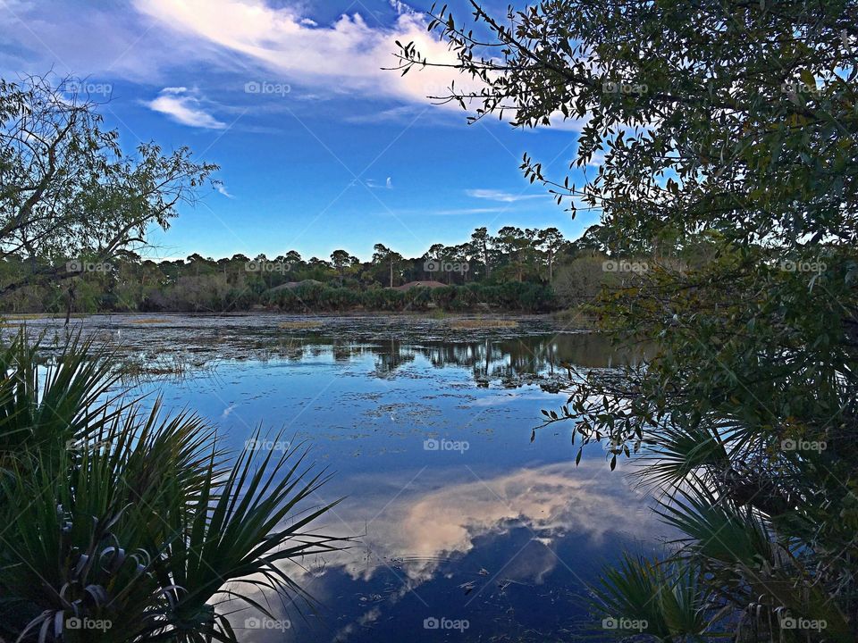 Forest lake reflection 