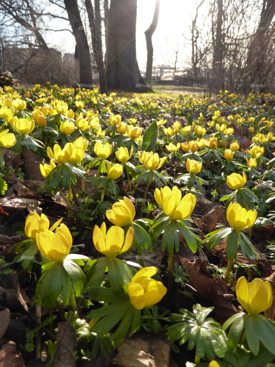 winter aconite