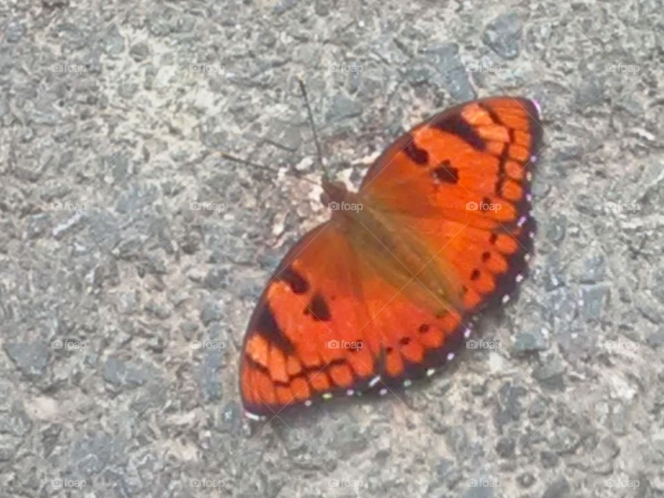 Beautiful orangey and black butterfly.
