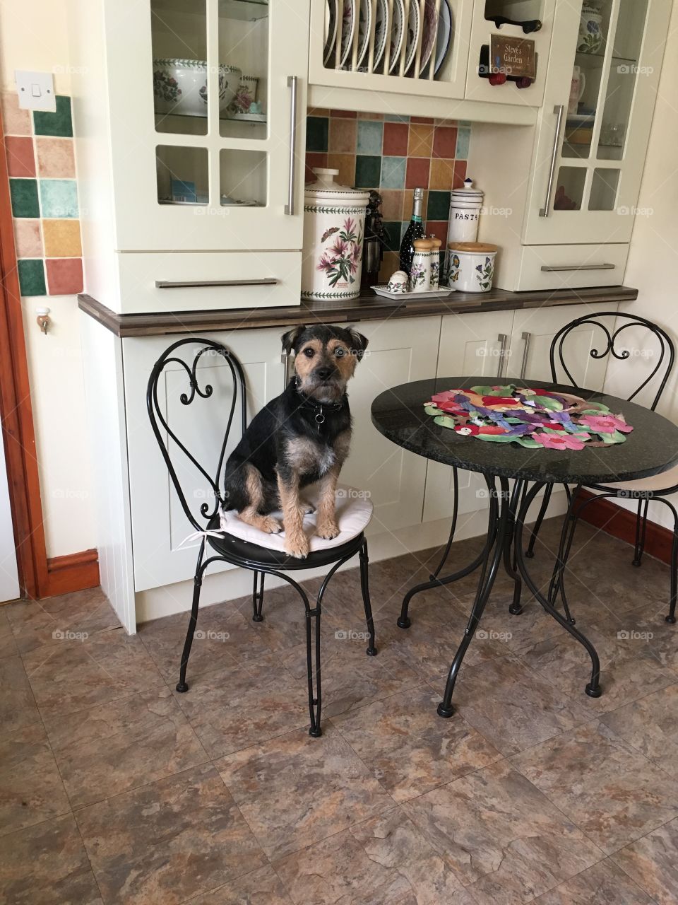 Sid the Lakeland terrier sat at the kitchen table hoping for food