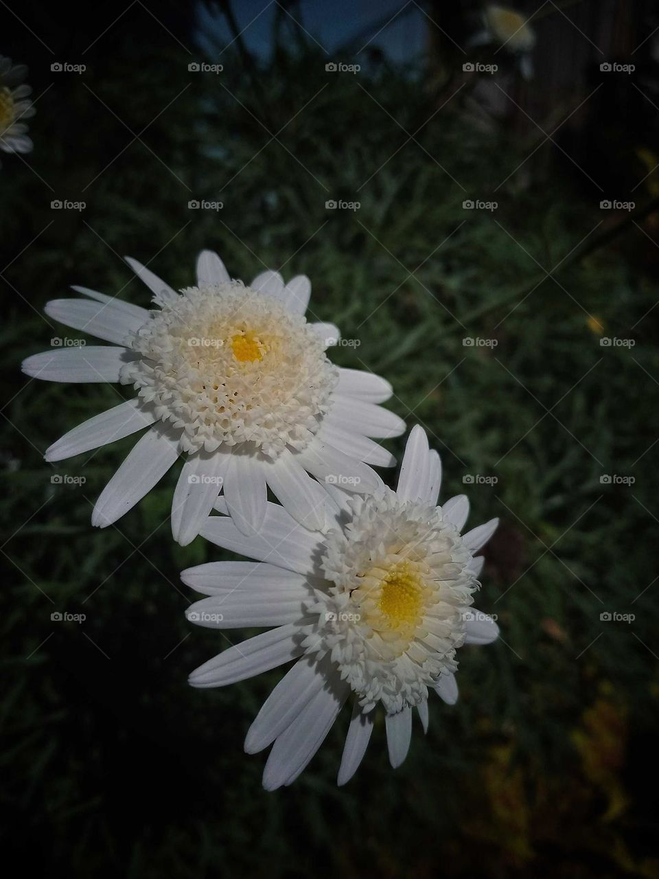 flowers photo