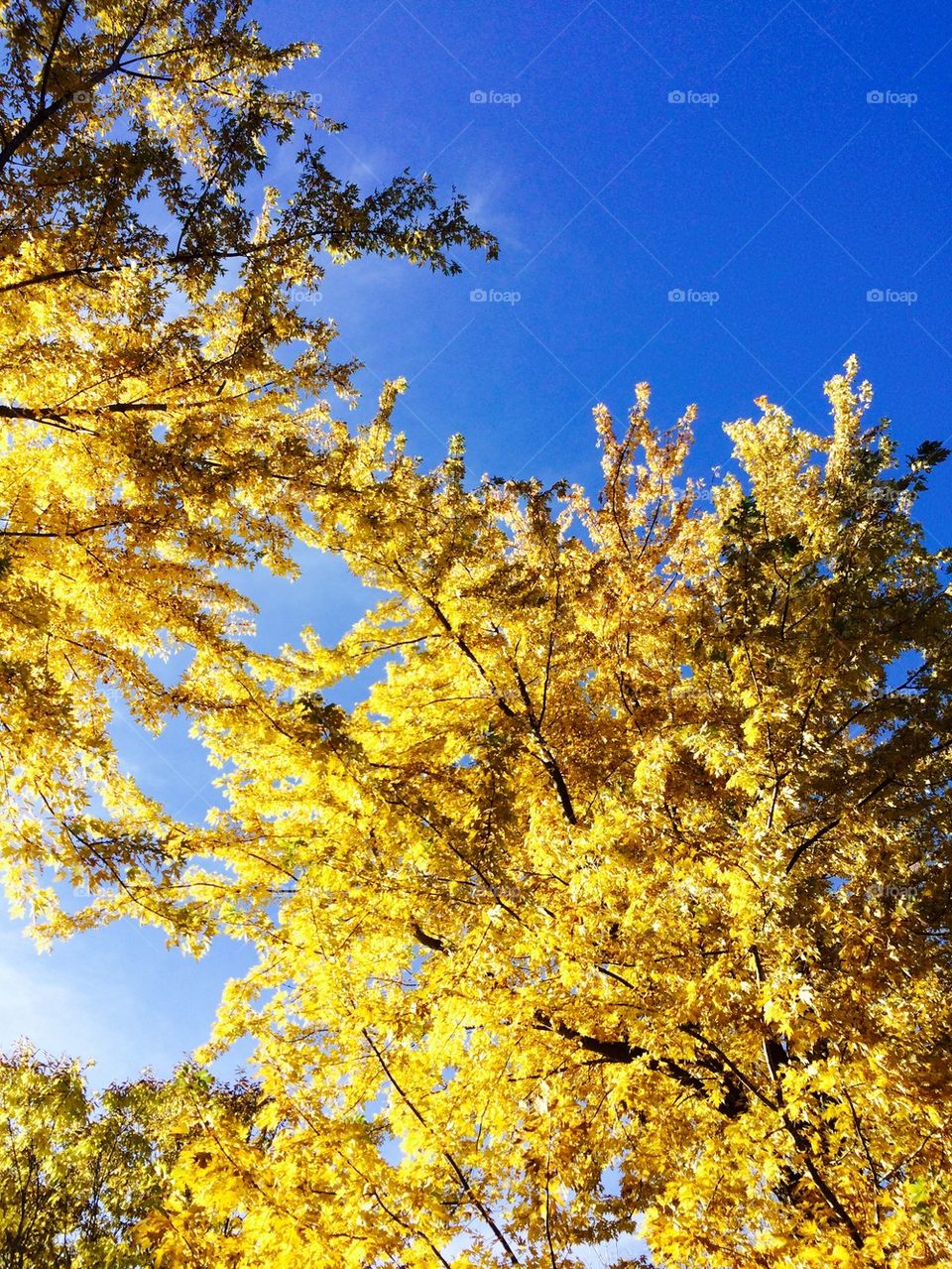 Low angle view of autumn tree