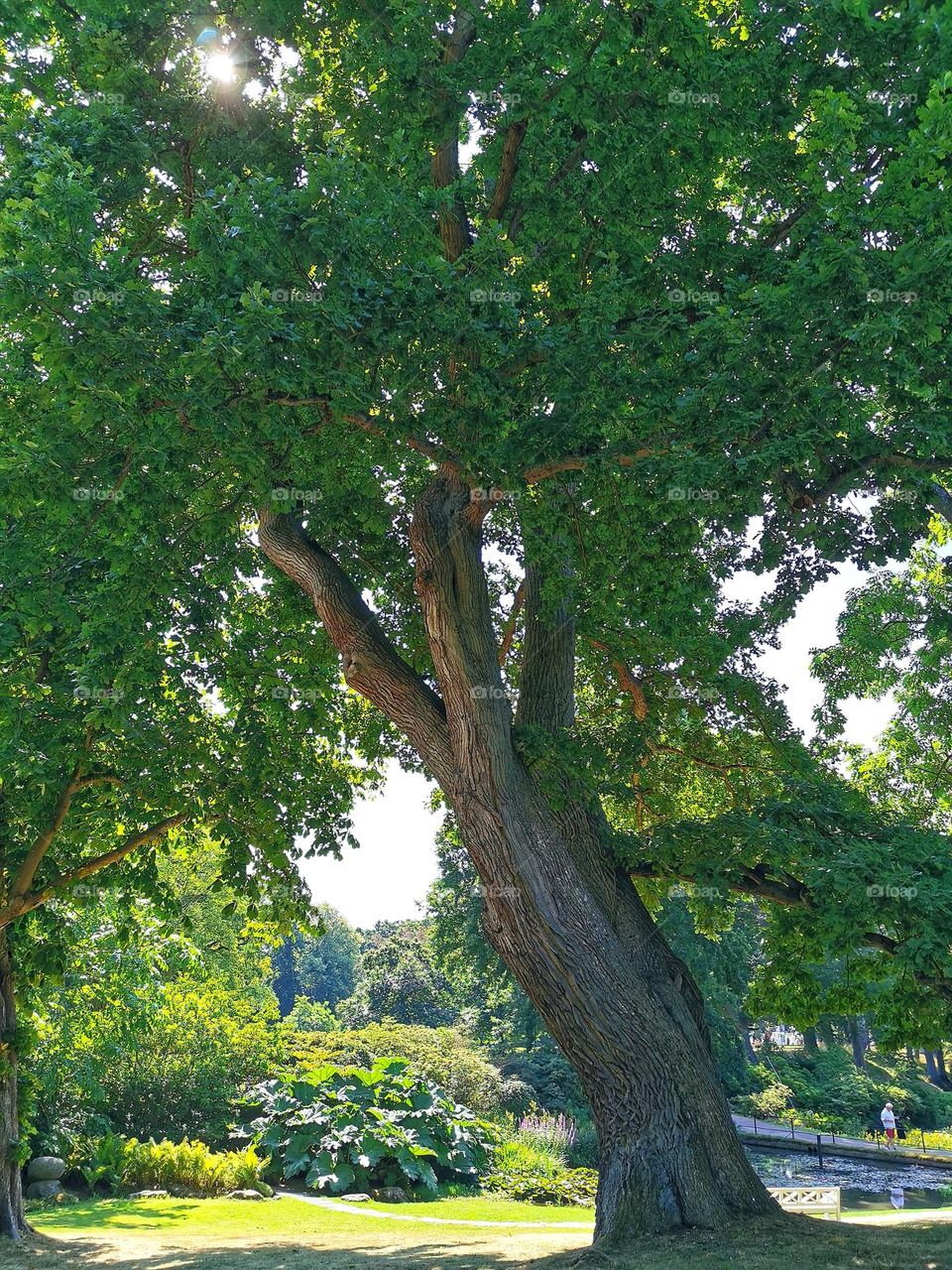 Garden with big tree