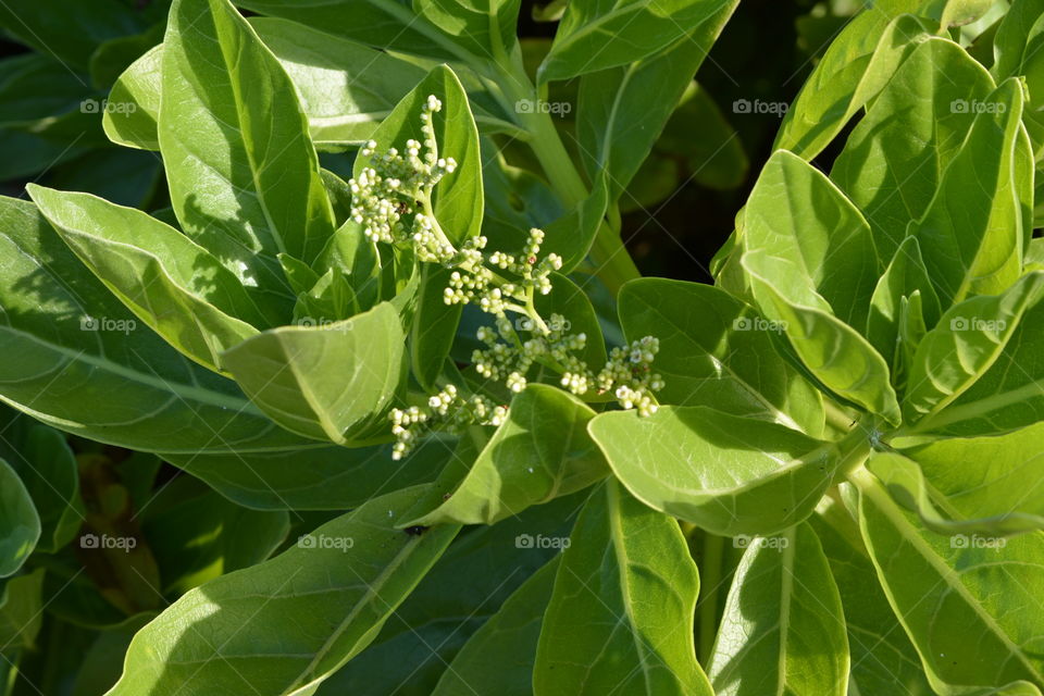 Green plant with tiny white buds