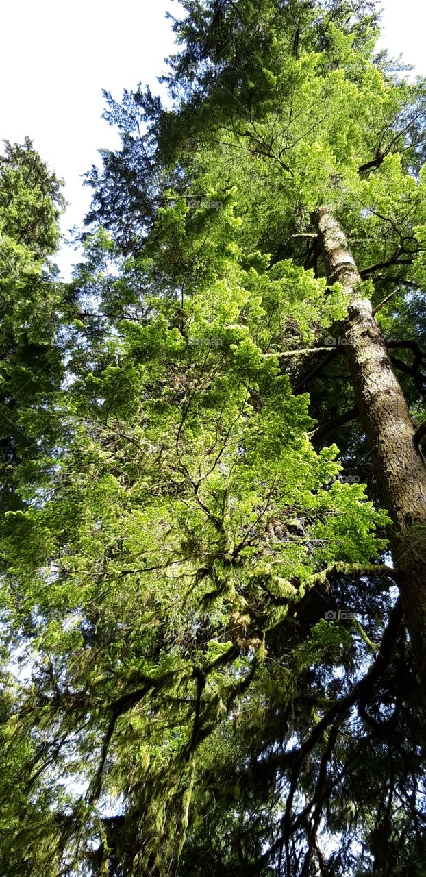 trees in cathedral grove in Canada