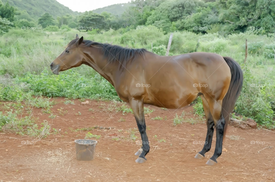 Thoroughbred Horse