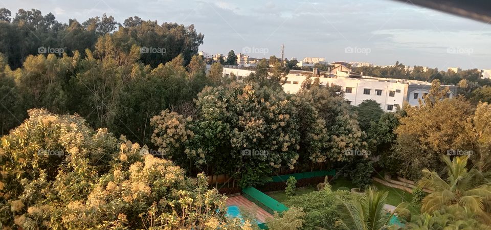 Count the number of trees here.😉❤️