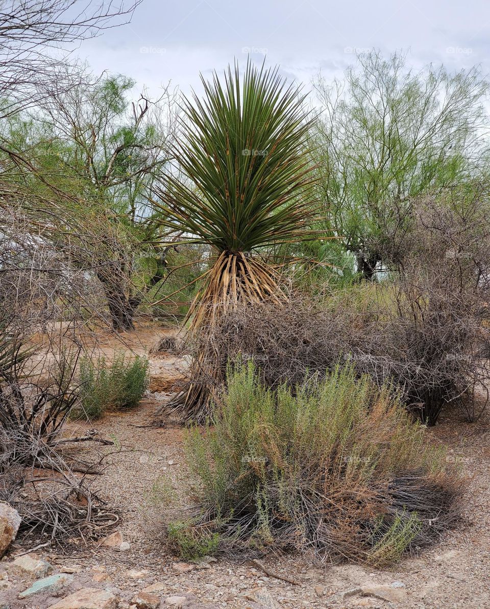 Walking in the Arizona Desert